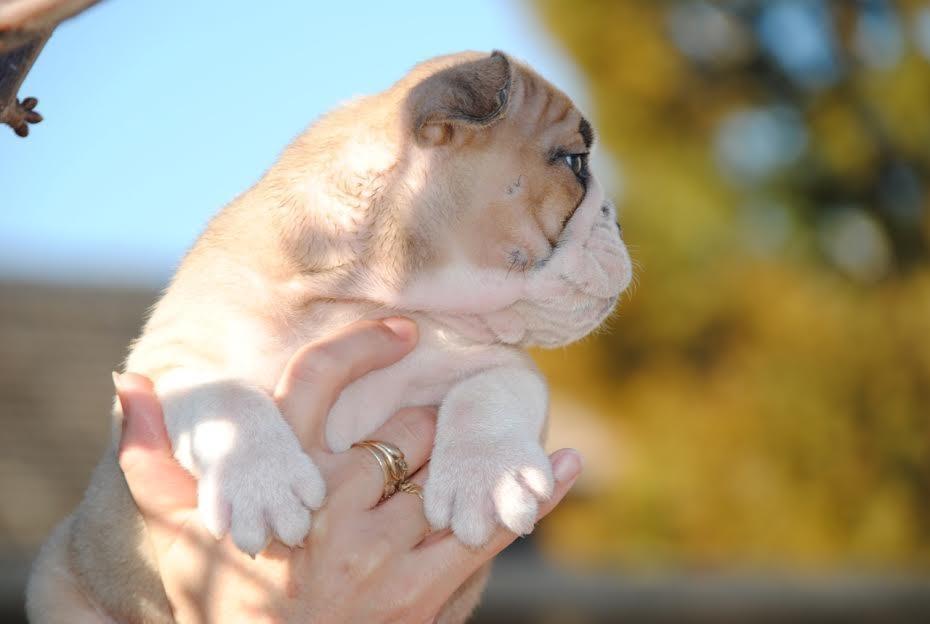 Engleski-buldog-