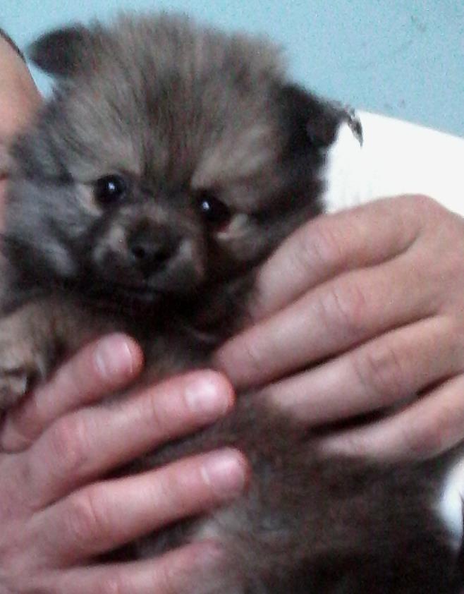 Pomeranski-spic