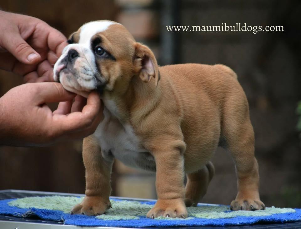 Engleski-Buldog