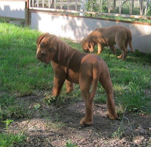 Bordoska-Doga-stenad