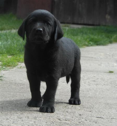Labrador-retriver-stenad-bele-i-crne-boje-