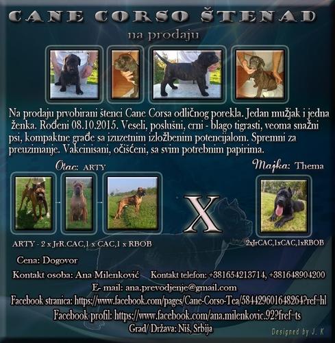 Cane Corso štenad na prodaju