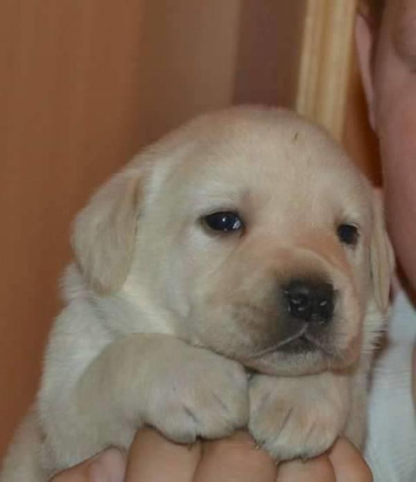 Labrador-štenci