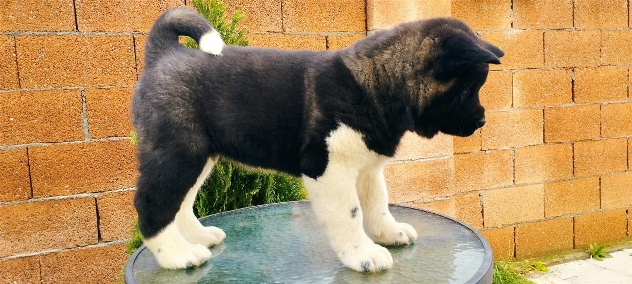 Američka-Akita