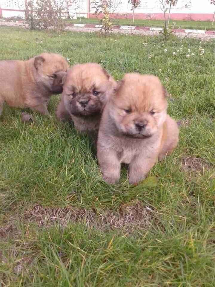 Chow-chow-cau-cau-stenad