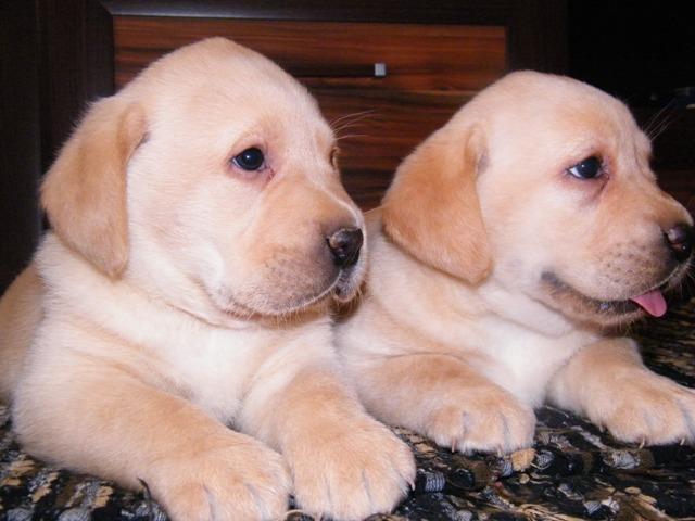 LABRADOR RETRIVER STENAD