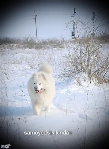 SAMOJED-STENCI-ODG--PEKI-SIBERICA