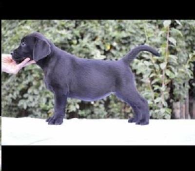 Labrador-Retriver