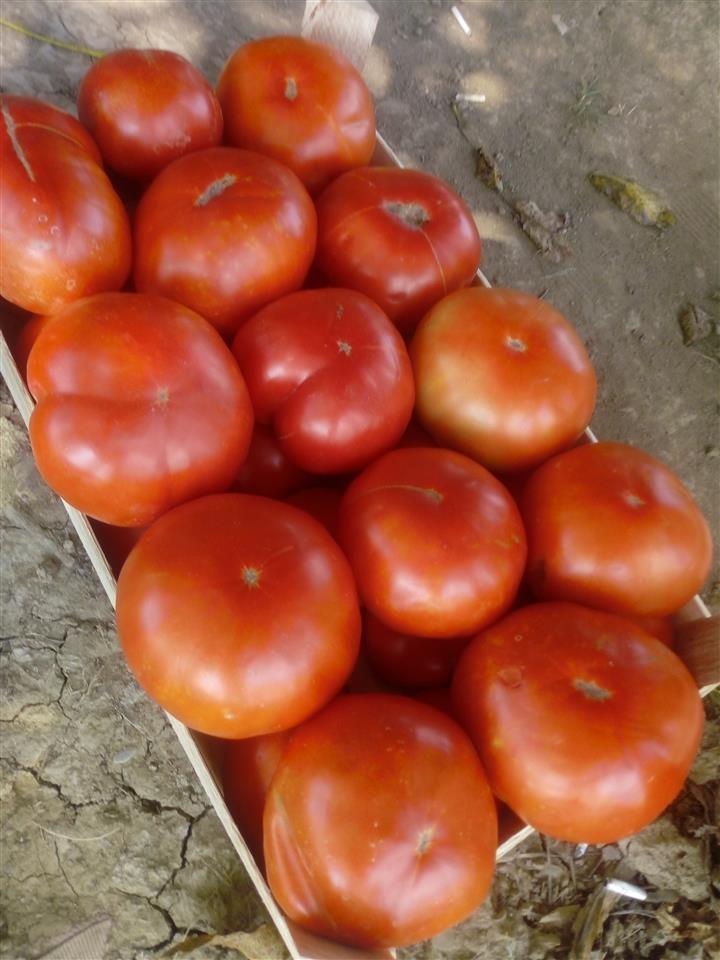 paradajz