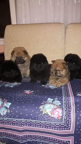 Chow Chow štenci 