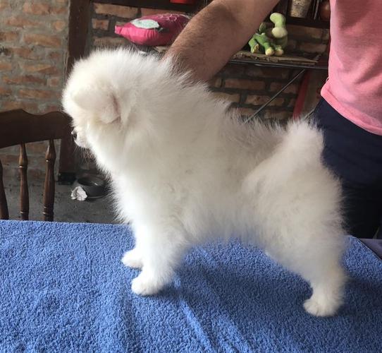 Pomeranac štenci