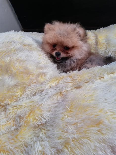 Pomeranski-spic