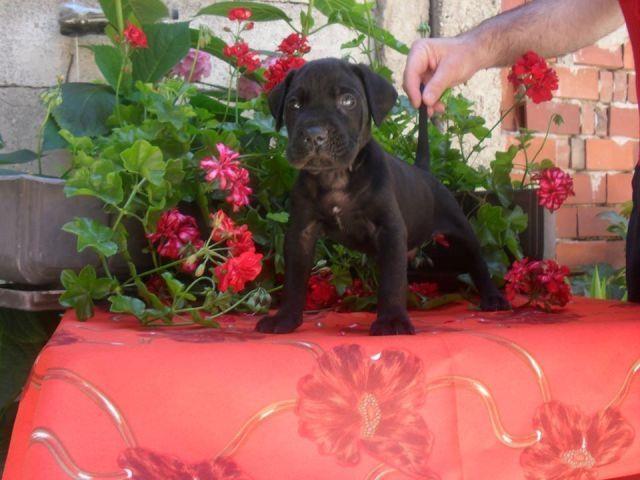 CANE CORSO,dva prvobirana stenca