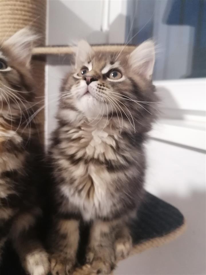 Maine-coon-