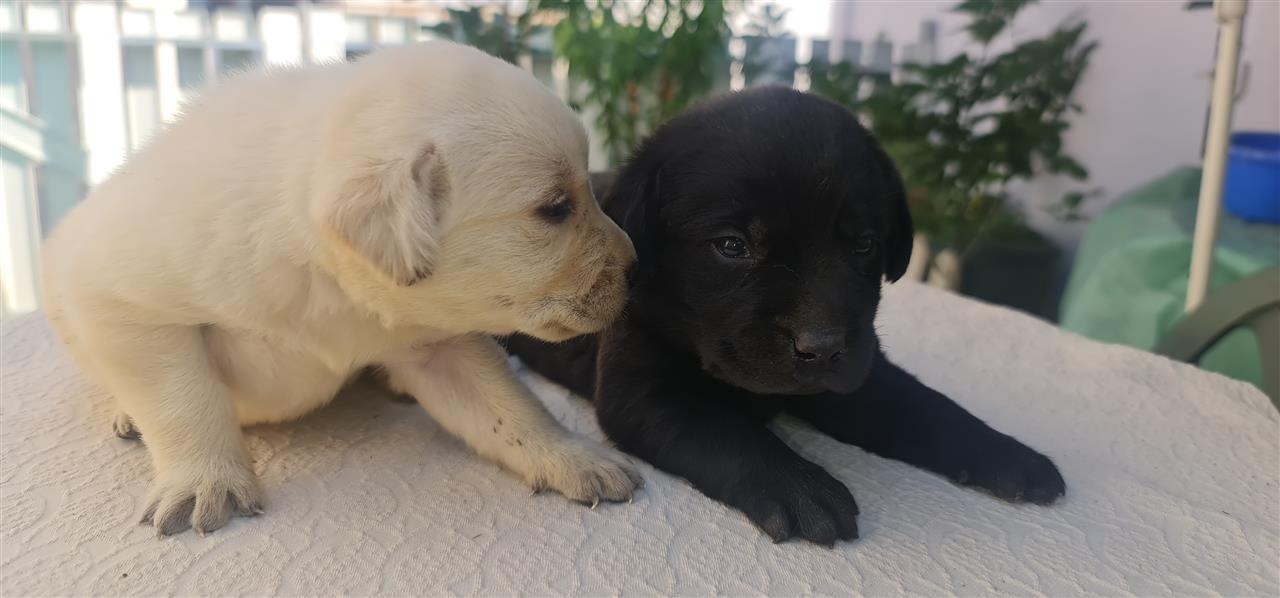 Labrador-Retriver-štenci