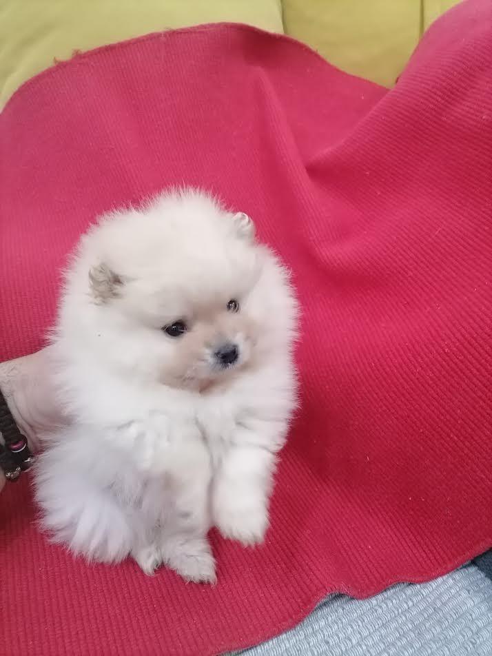 Pomeranski-špic