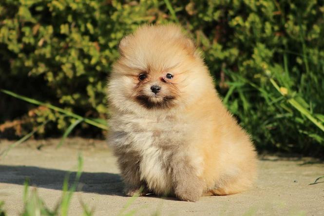 Pomeranski spic Boo stenci