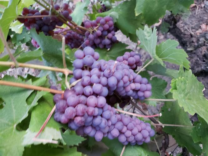 Grožđe za vino