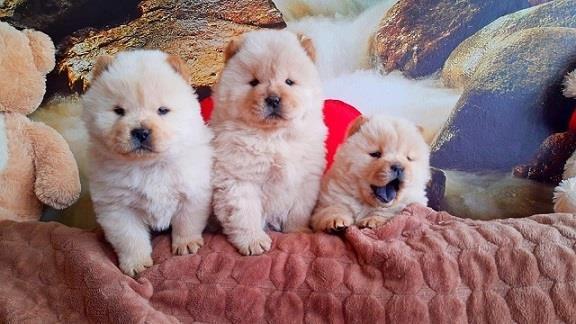CHOW-CHOW-CAU-CAU