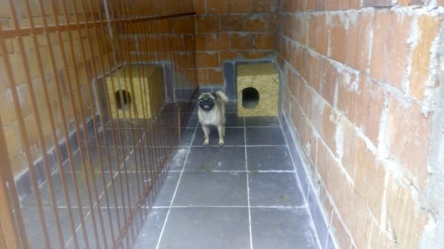 Mops-mlad-muzjak