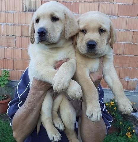 Labrador-stenci