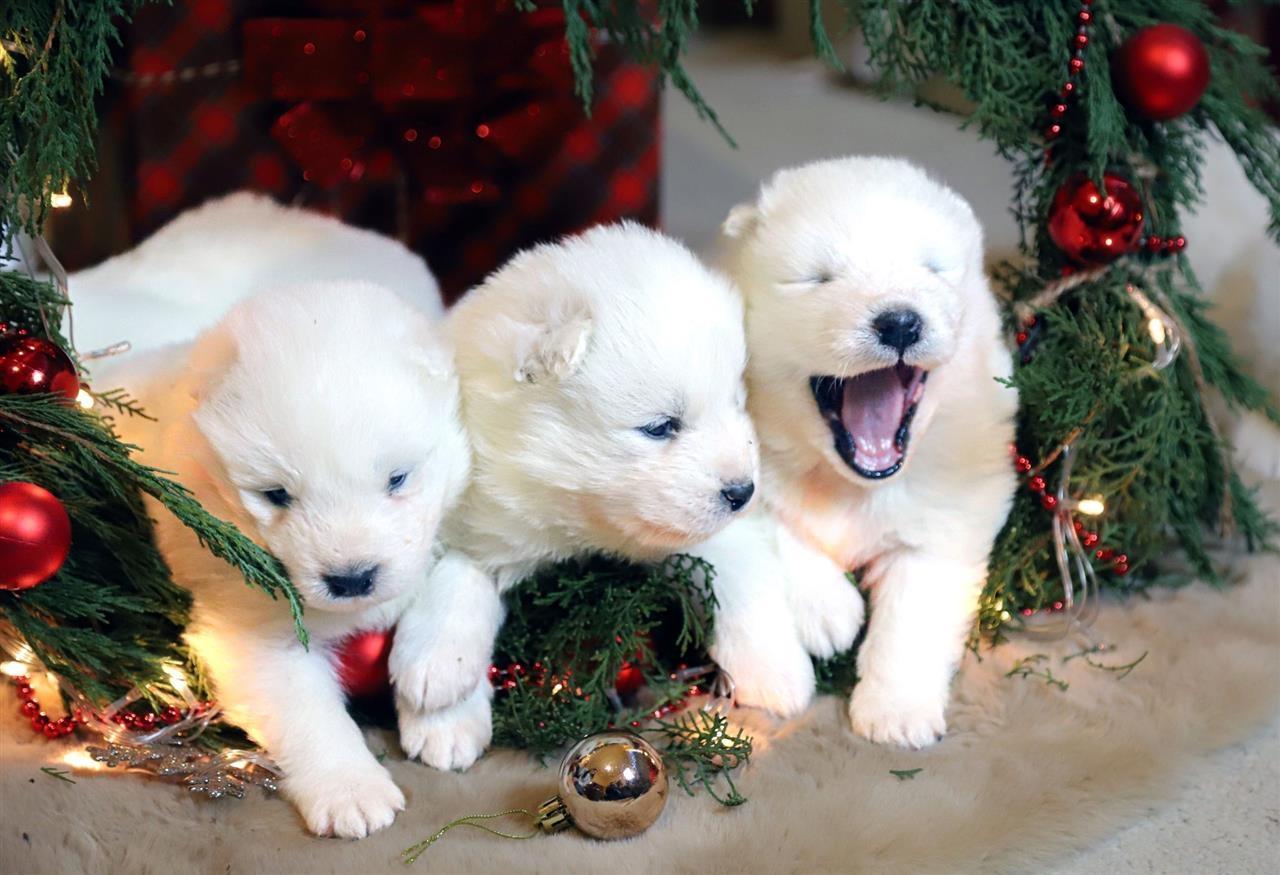 Samojed-štenci