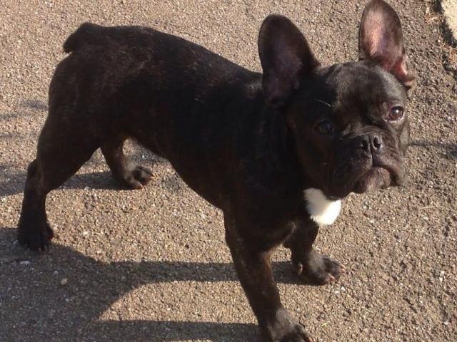Francuski-buldog-