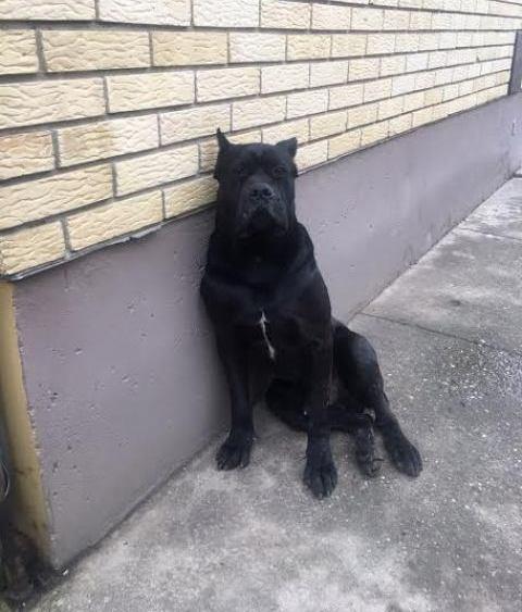 Cane-Corso----izvanredan-muzjak-