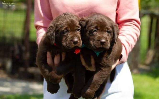 Labrador retriver 