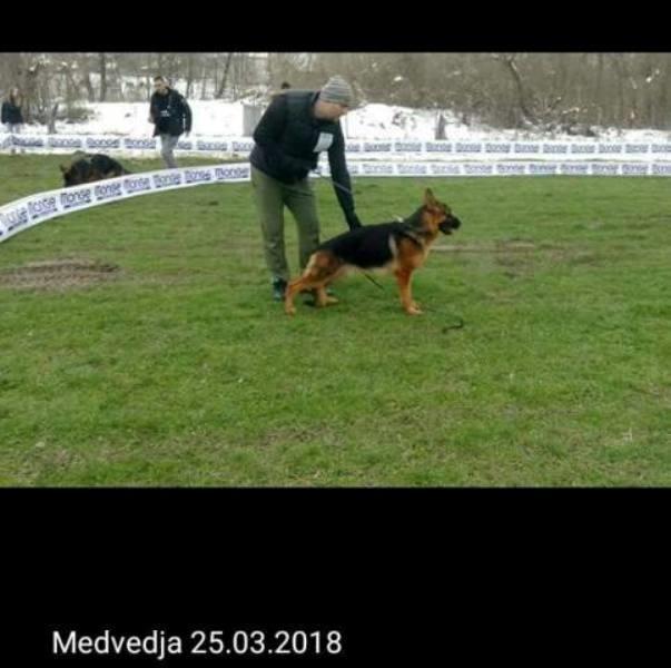 Nemački-ovčar