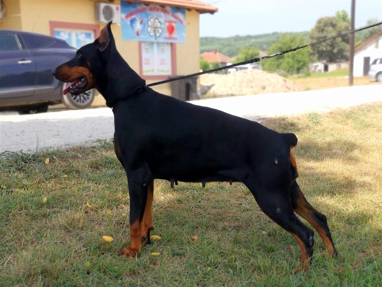 Doberman-štenad-