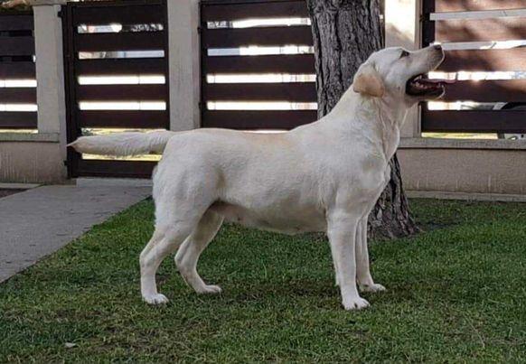 LABRADOR-retriver-štenci-