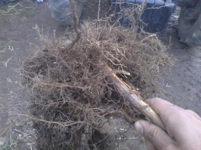 Sadnice maline i kupine