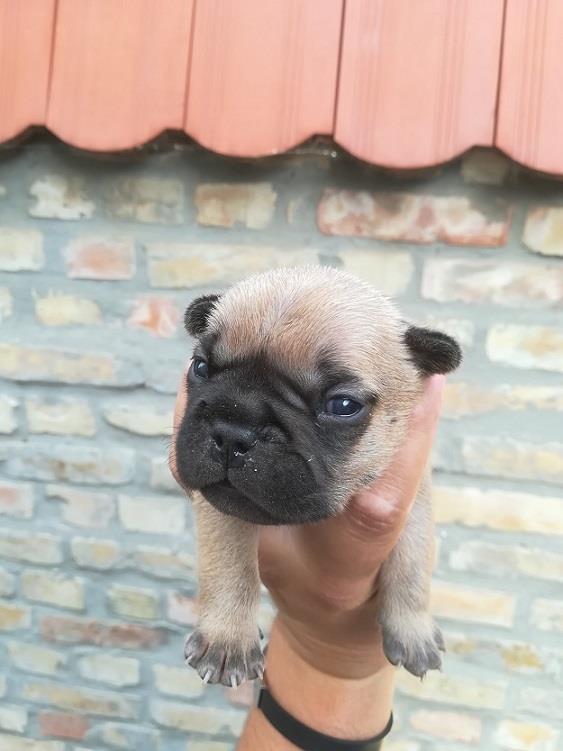 Francuski-buldog--štenci