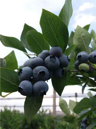 Berba borovnice