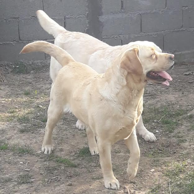 Labrador-retriver--štenci