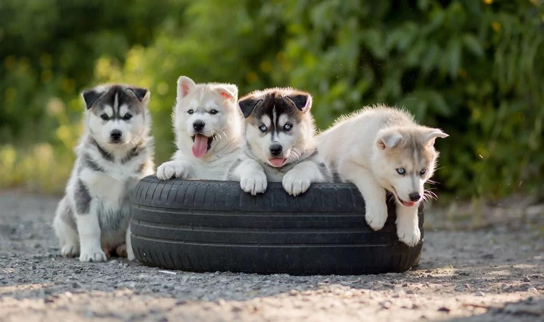 Samojed-i-Sibirski-haski-stenci