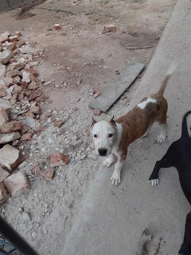 Pit bull Merle stenci