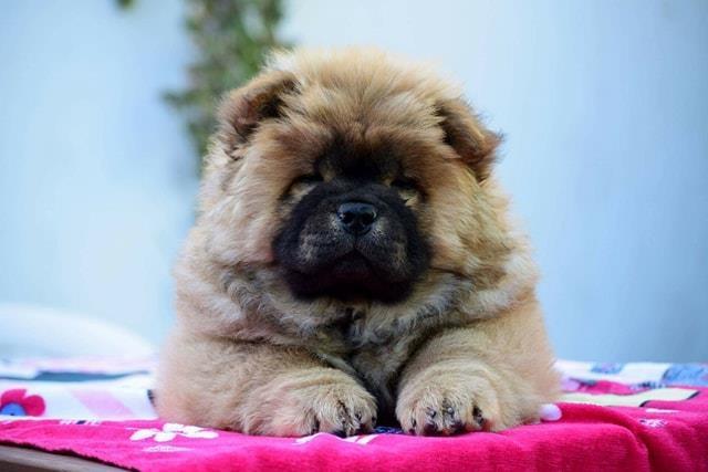 Cau-Cau--Chow-Chow--stenci