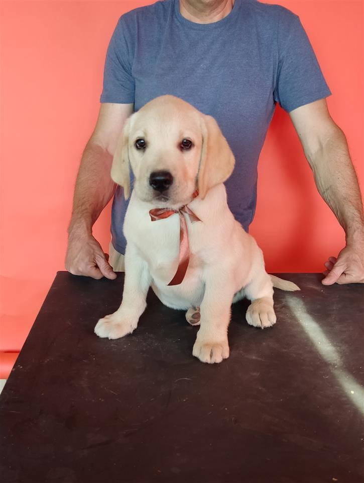 Labrador-Retriver-Štenci