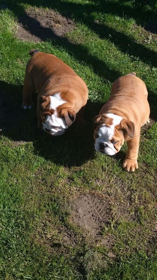 Engleski-buldog-štenci