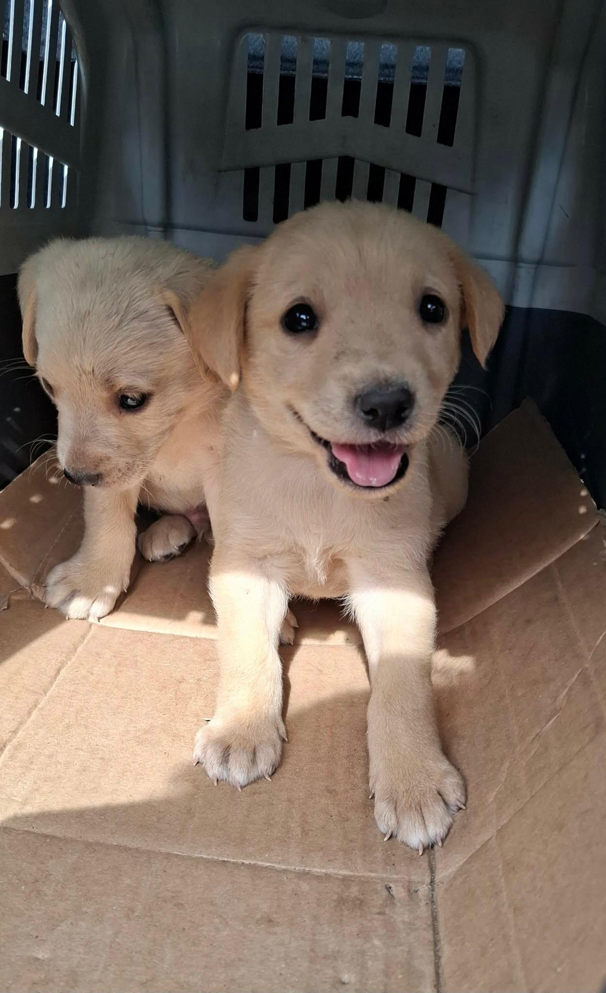 Labrador-retriver