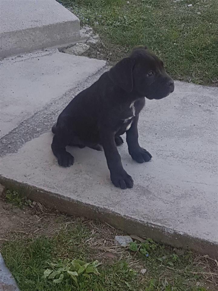 Kane-korso-štenci-na-prodaju