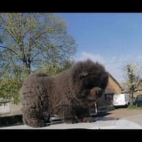Chow-Chow