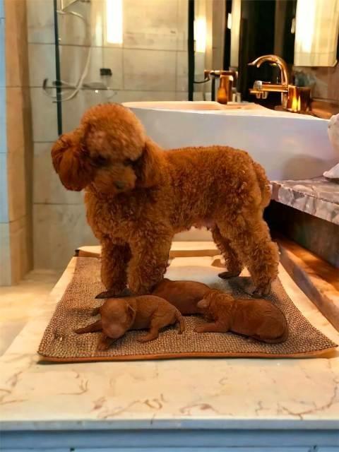 Toy-i-mini-pudle-bebe