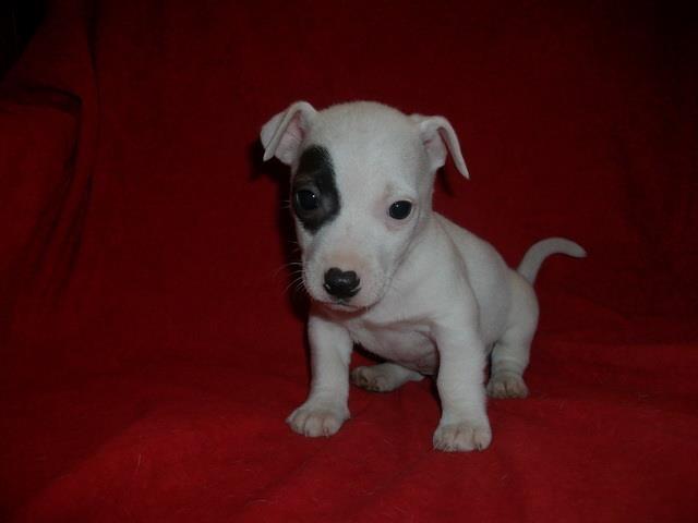 Jack-Russel-Terrier--stenad