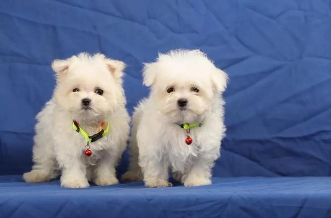 Maltezer i coton de tulear stenci na prodaju 