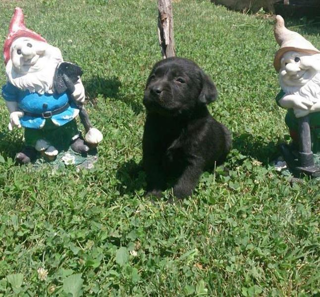 Stenci-Labrador-retrivera-