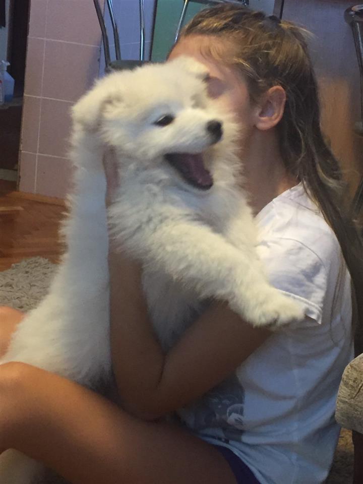Sibirski-samojed-štenci
