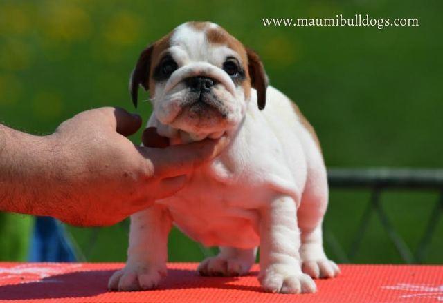 Engleski-Buldog-